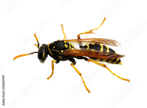 wasp