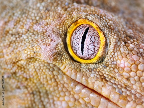 Gecko Rhacodactylus leachianus henkeli photo