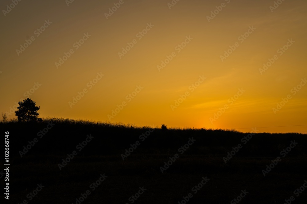 Scenic View of Silhouetted Tree against a Beautiful Sunrisetrees silhouette at sunset - twilight sky