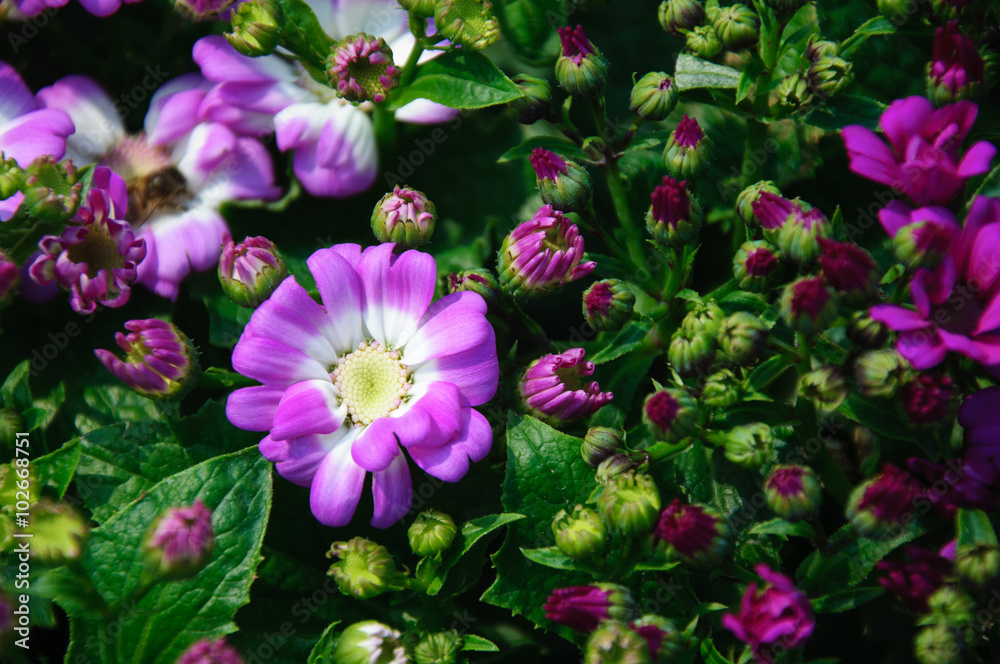 The beautiful blooming cineraria flower in garden