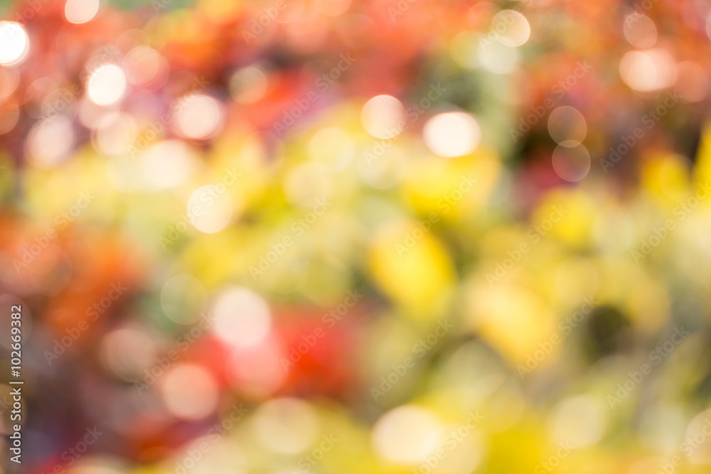 Bokeh background on green and red leaf. Element of design. Bokeh background on green and red leaf. Element of design.