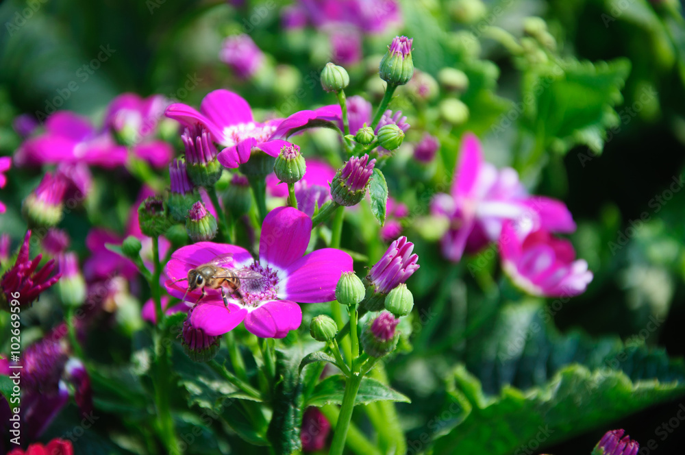 The beautiful blooming cineraria flower in garden