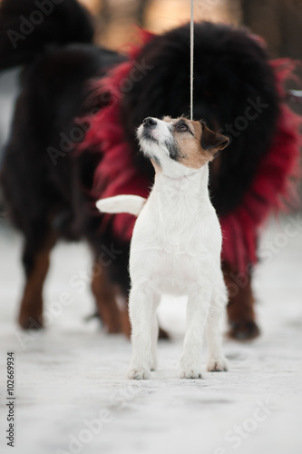 Jack russel terrier standing in winter and the big dog behind