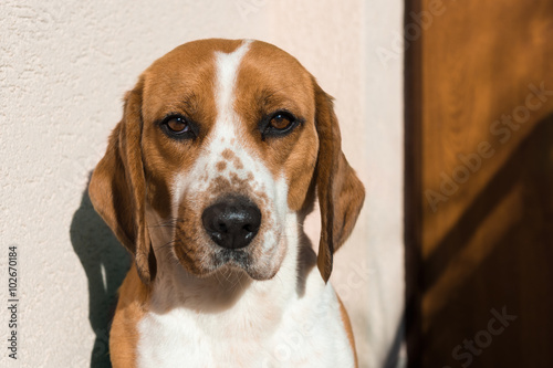 Cute beagle with sad eyes, adoption rescue concept