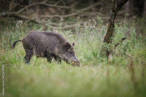 Wild boar foraging in an orchard in Germany