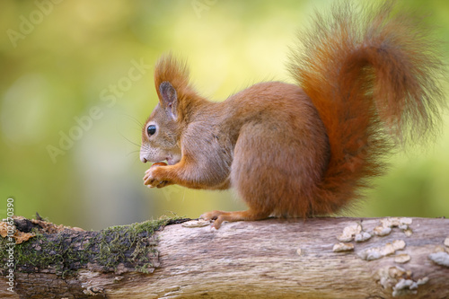 Red squirrel on soft isolated green background