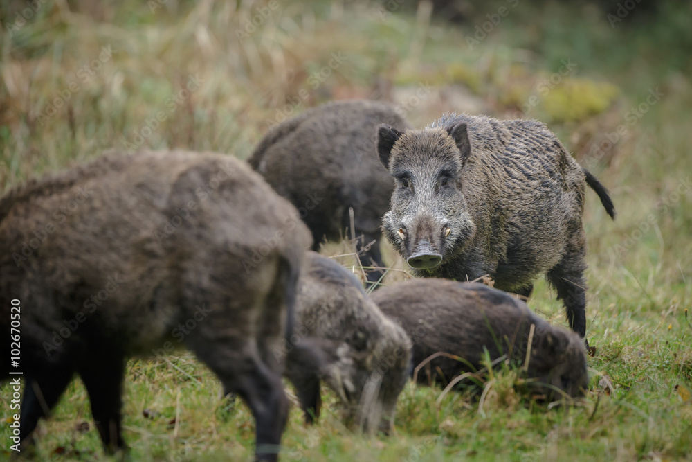 Wild boar sounder foraging
