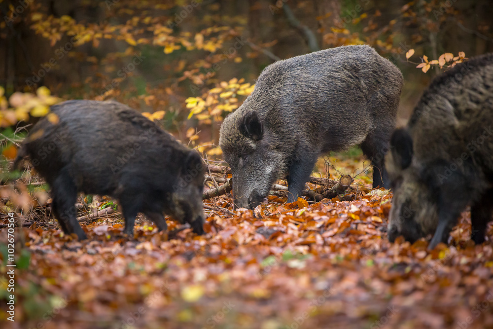 Wild boar sounder, the big male has lost his left eye through fighting ...