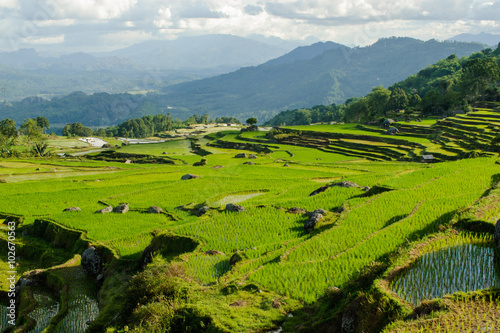 Terrace rice fields in Tana Toraja