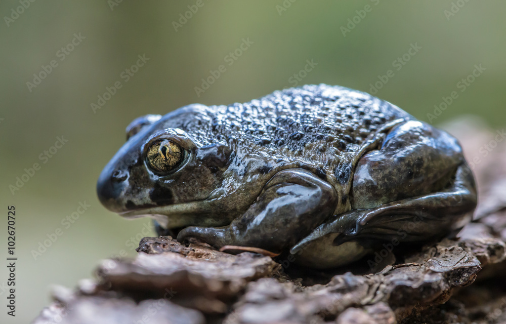 Obraz premium Knoblauchkröte