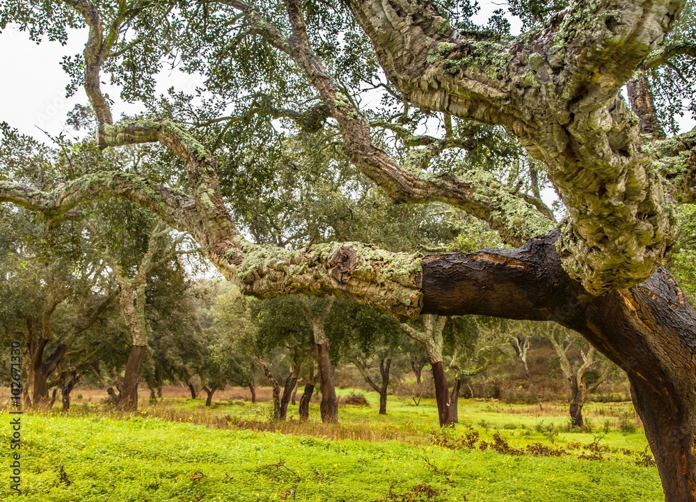 Obraz Cork Trees natural resources Landscape in Portugal