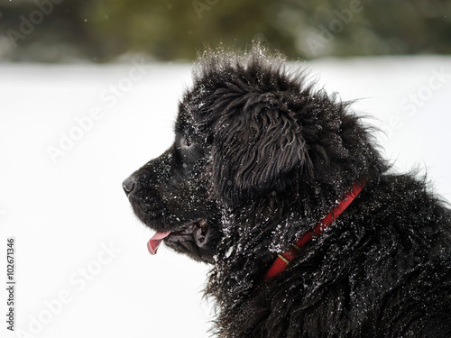 Fototapeta Naklejka Na Ścianę i Meble -  Beautiful big newfondlander dog in snow
