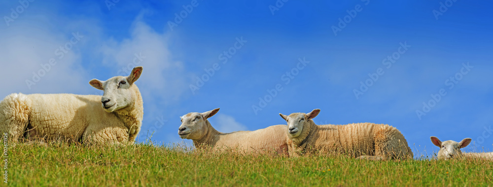 Naklejka premium sheep on a meadow