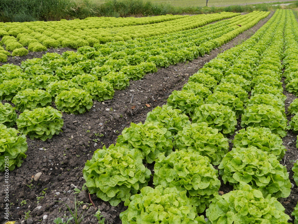 lettuce garden