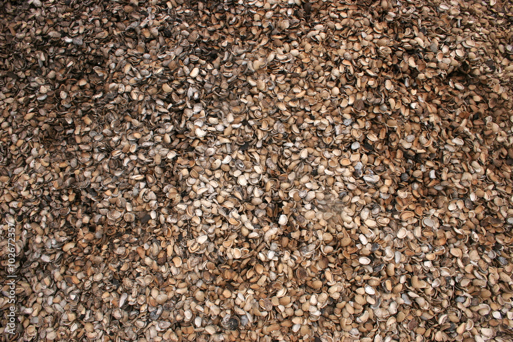 textura de cascaras de almendras textura de cascaras de almendras