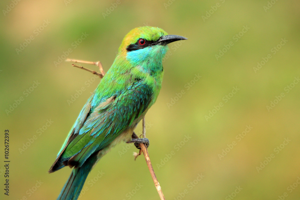Green Bee-eater (Merops Orientalis) on a Branch, Bundala National Park, Sri Lanka Green Bee-eater (Merops Orientalis) on a Branch, Bundala National Park, Sri Lanka