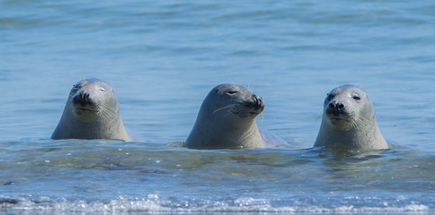 seals on a beach - Helgoland, Germany
