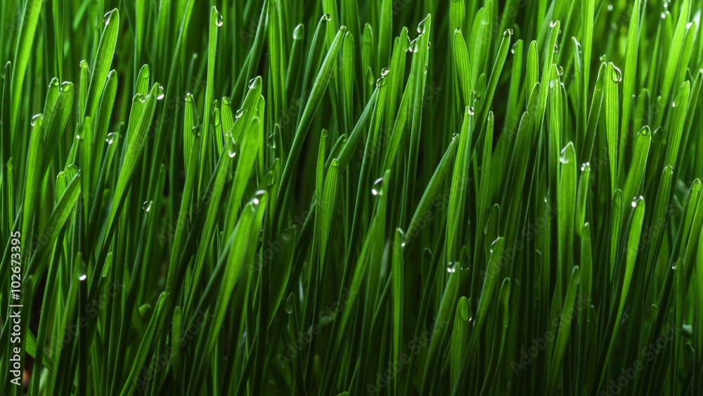 Growing green grass plant zooming time lapse 4k Growing green grass plant zooming time lapse 4k