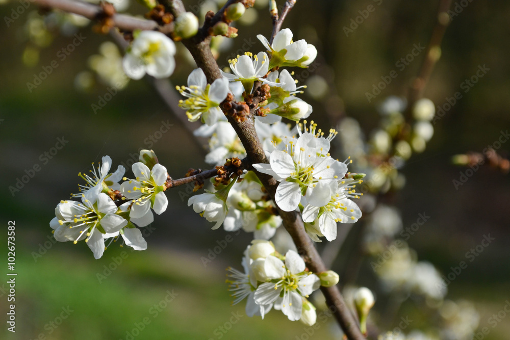 Beautiful spring blossom of apple cherry tree with white flowers Beautiful spring blossom of apple cherry tree with white flowers
