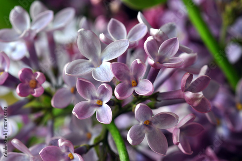 Lilac flowers © salajean