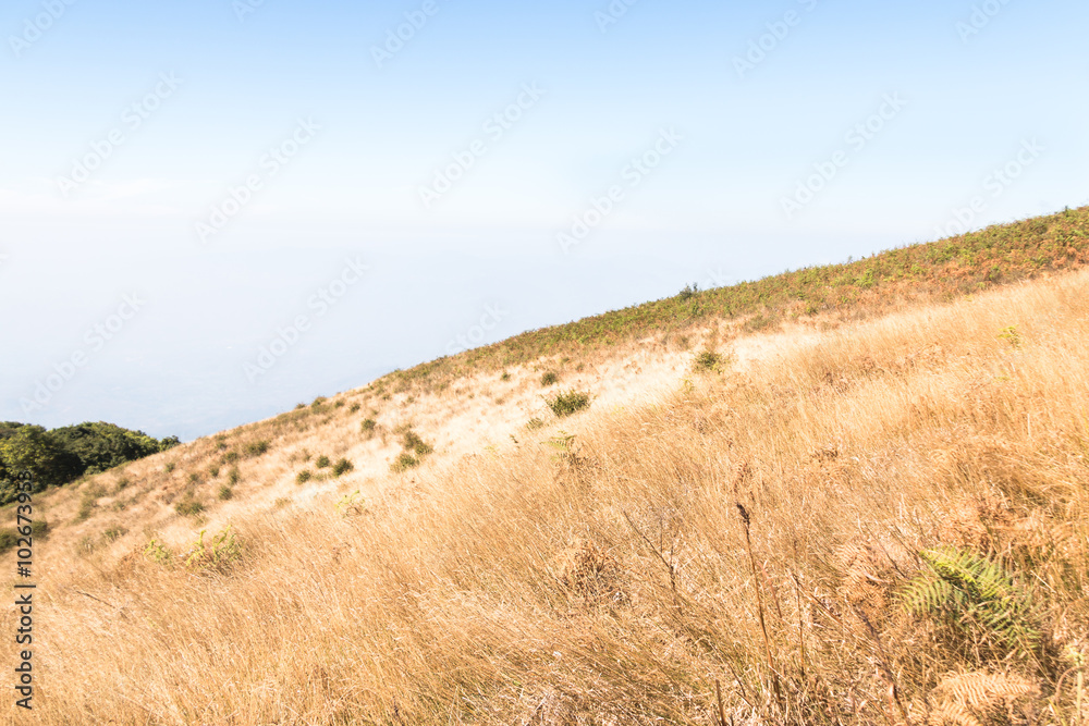 Fototapeta premium Kew mae pan nature trail at Doi Inthanon national park ,Chiangma