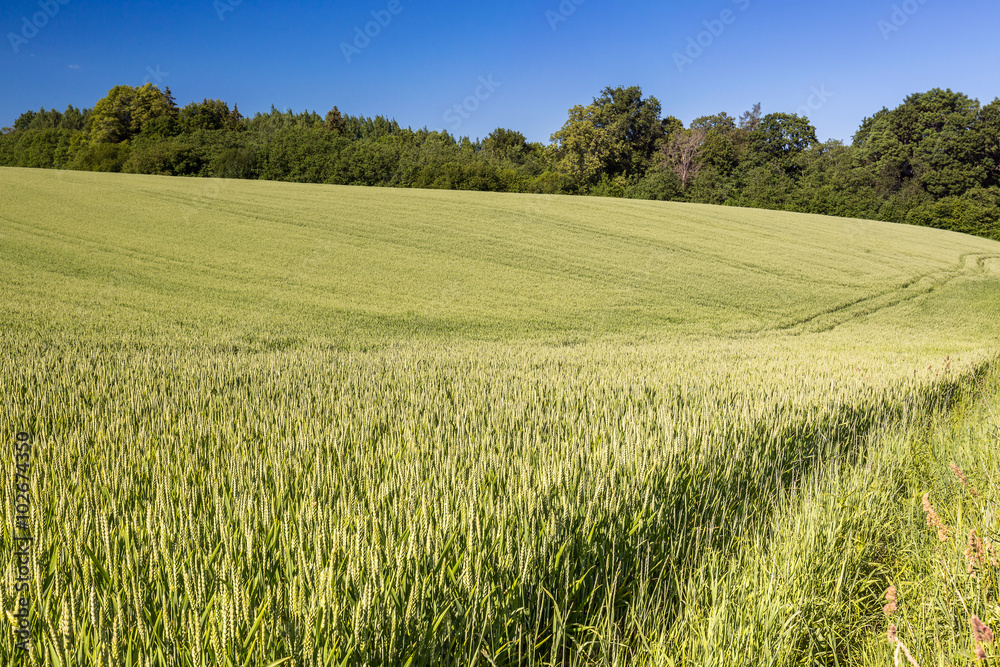 Field of green cereals in summer. Agriculture view. Field of green cereals in summer. Agriculture view.