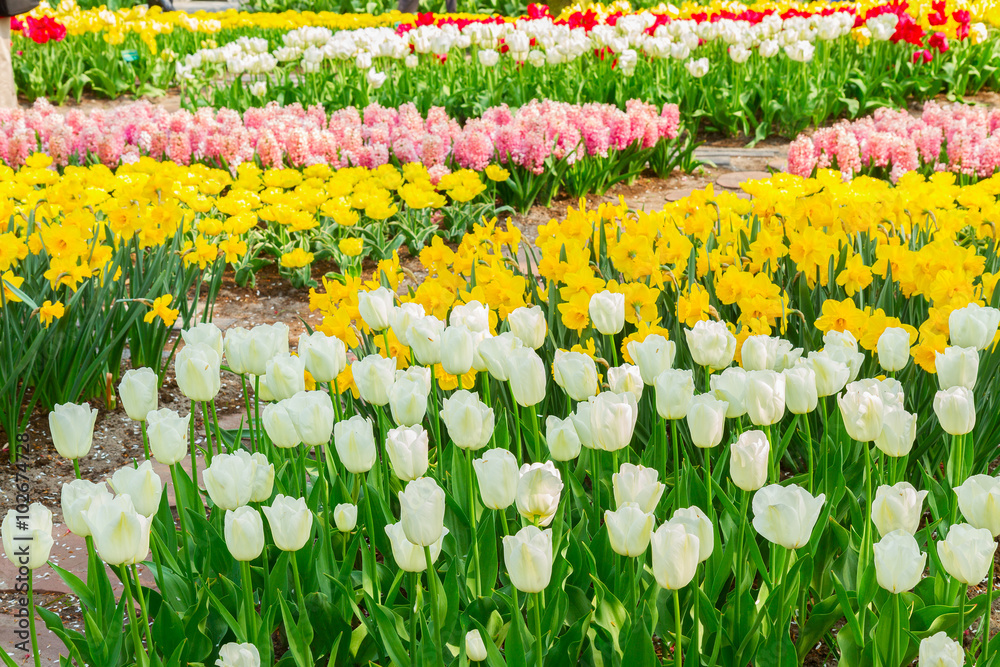 Fototapeta premium Dutch yellow tulip fields in sunny day