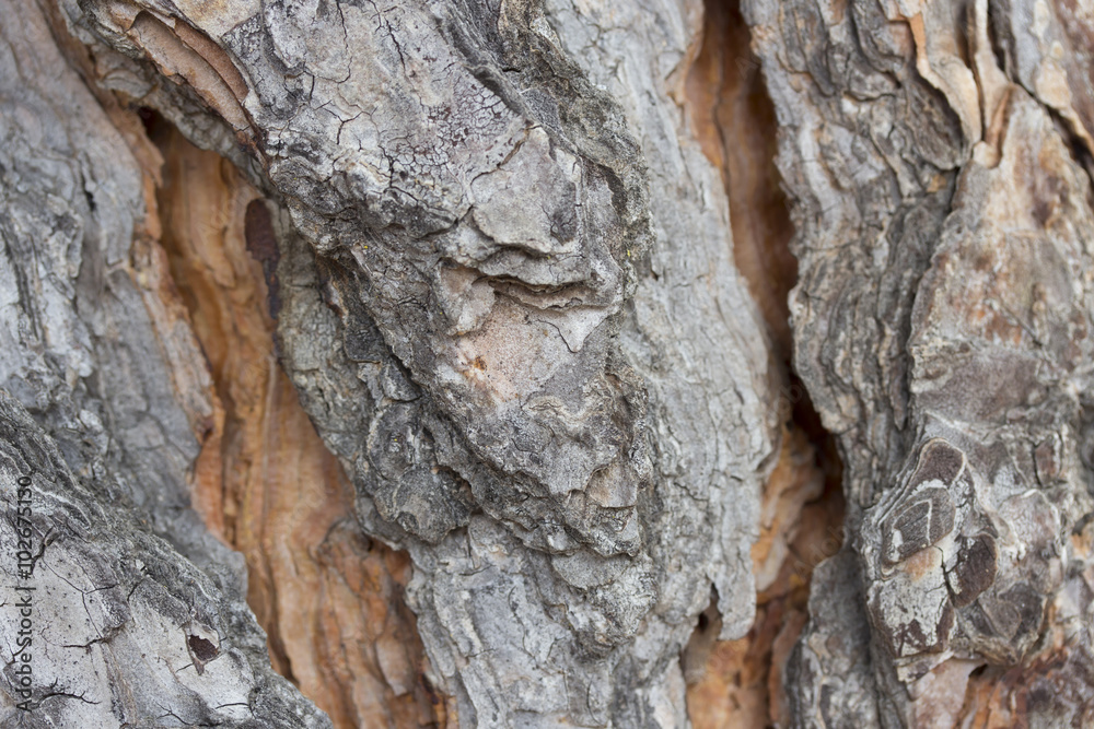 Close up of a cortex tree Close up of a cortex tree