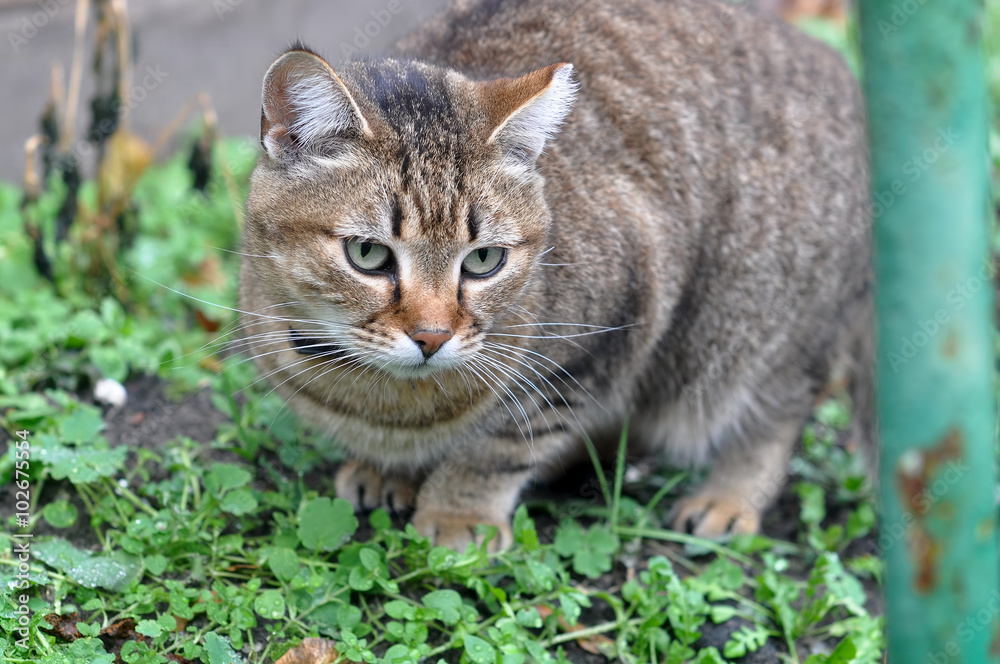 cat in the garden cat in the garden