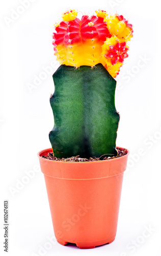 Cactus in pot. Gymnocalycium mihanovichii (yellow and red cactus), White background photo