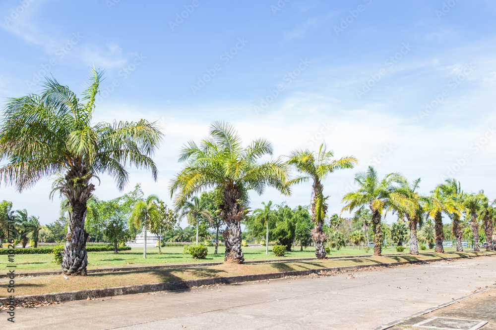 Fototapeta premium Palm trees