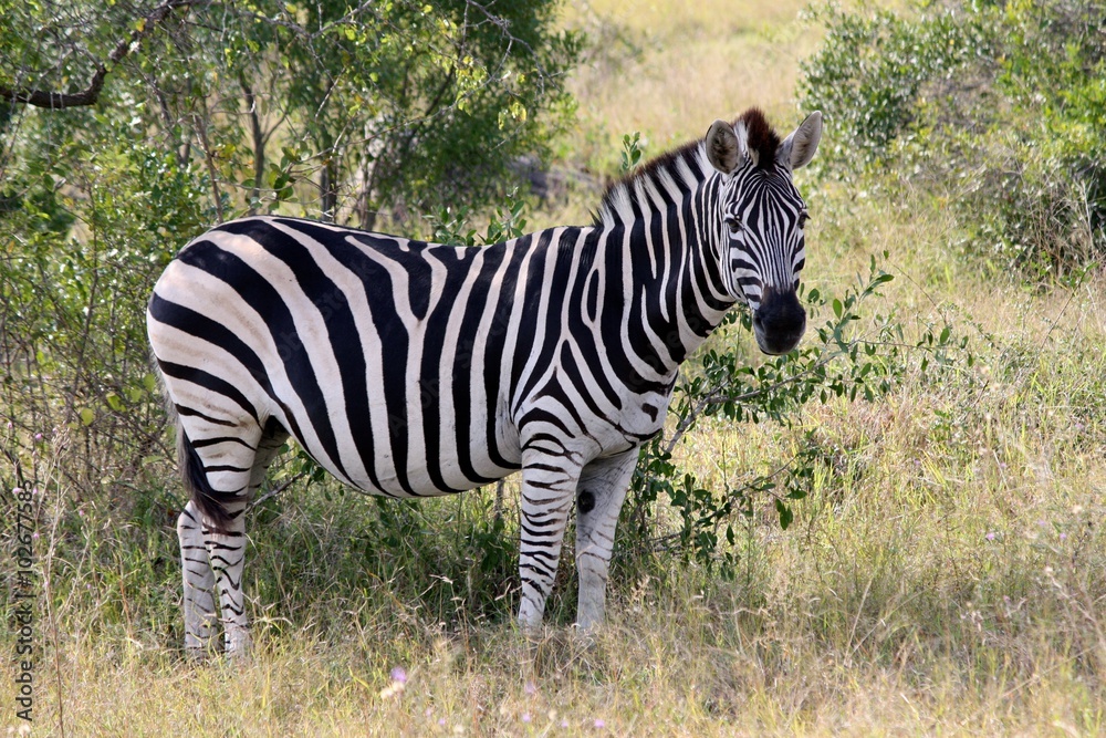 Naklejka premium Krugerpark zebra