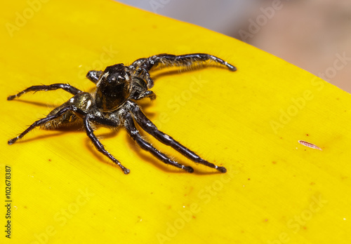 Jumping spider in the garden.