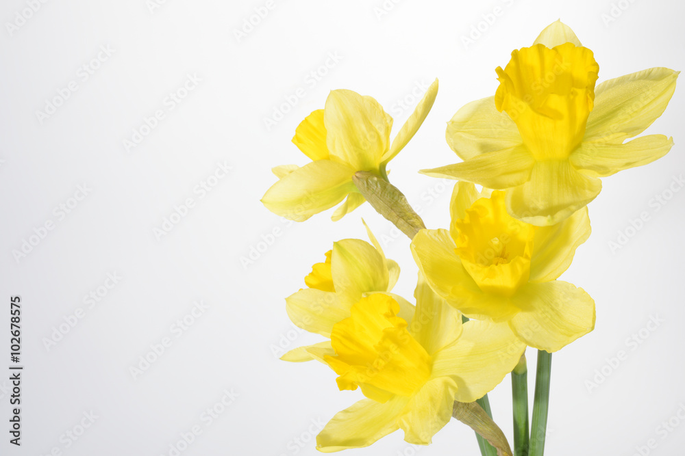 Flowers - Daffodil, Jonquil