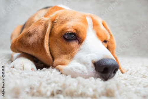 Sad beagle dog
