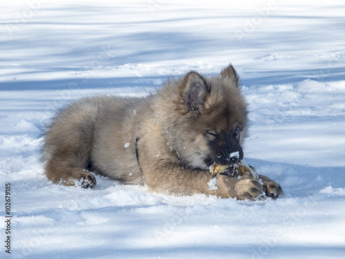 Winter/junger Hund beim spielen