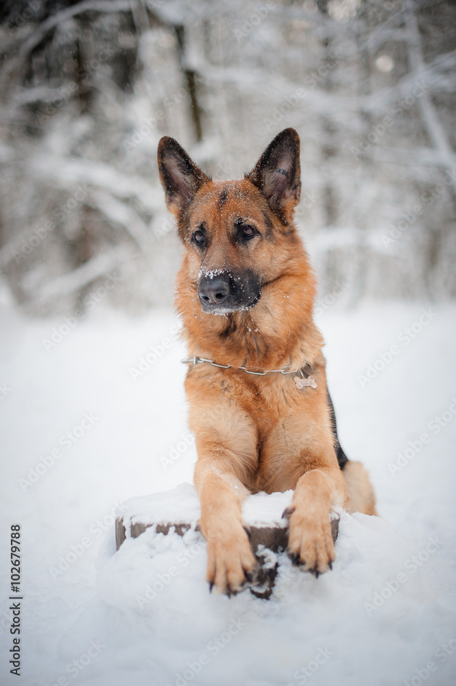 Naklejka premium German shepherd dog