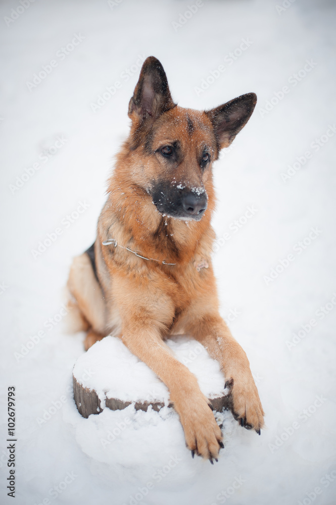 German shepherd dog German shepherd dog