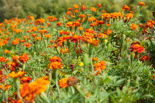 Marigold Flower  © yordsrikham