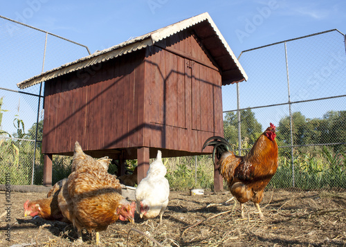 Some brown chickens and rooster in front of a wooden chicken house