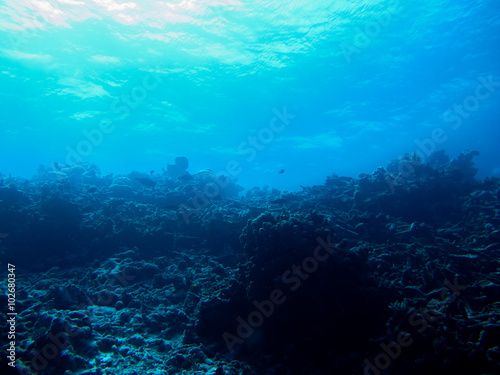 coral reef silhouette in the deep and dark blue sea, Pacific Ocean