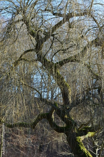 Alte knorrige Trauerweide im Winter kahl photo