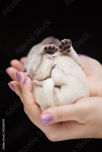 adorable newborn puppy paws