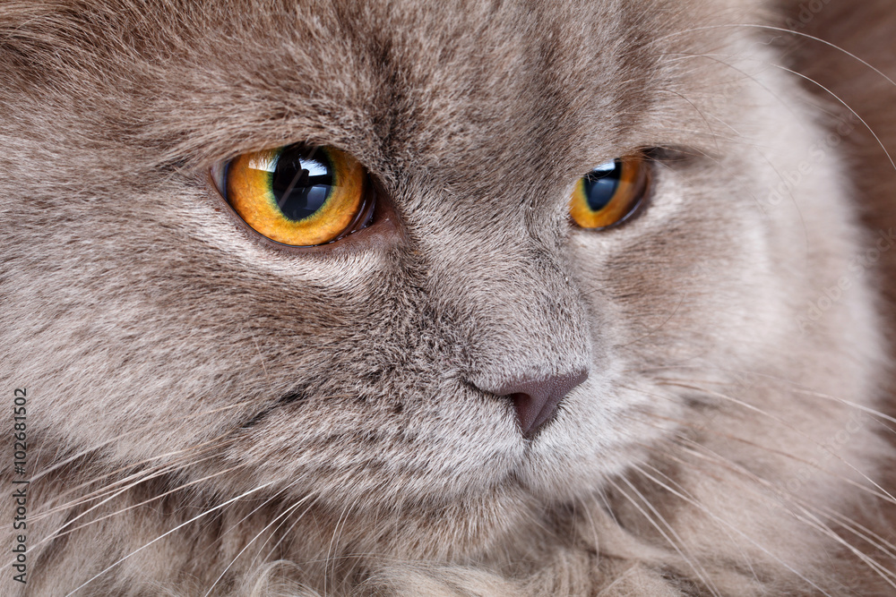 portrait of gray cat with yellow eyes 