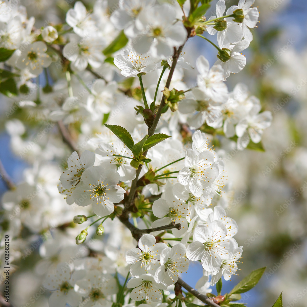 Fototapeta premium white flowers blooming on branch