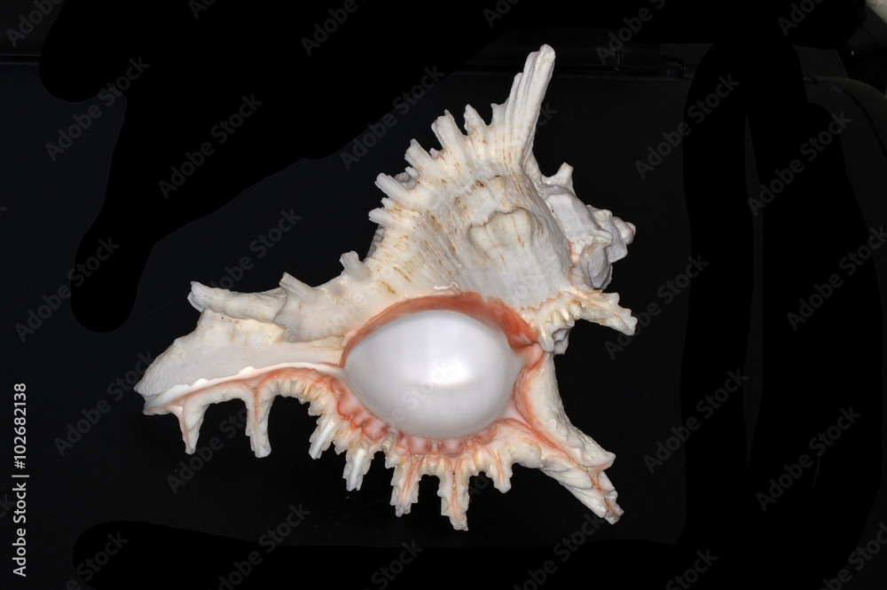 Chicoreus ramosus (ramose murex or branched murex), a species of marine gastropod mollusk in the family Muricidae Chicoreus ramosus (ramose murex or branched murex), a species of marine gastropod mollusk in the family Muricidae