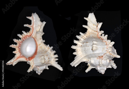 Fotografi Chicoreus ramosus (ramose murex or branched murex), a species of marine gastropo