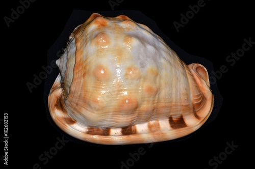 Cypraecassis rufa, a species of marine gastropod in the family Cassidae. It is commonly known as the bullmouth or red helmet shell, and also as the cameo shell