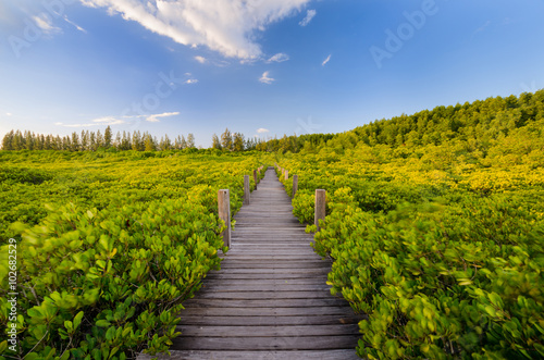 Wooden bridge and mangrove field. Boardwalk in Tung Prong Thong