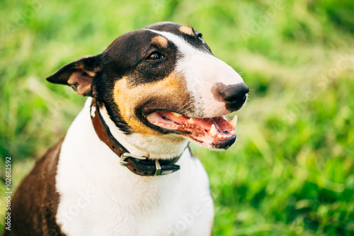 Bull terrier Dog Portrait At Green Grass. Other names - Bully, T © Grigory Bruev